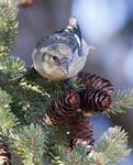 White winged Crossbill 5449